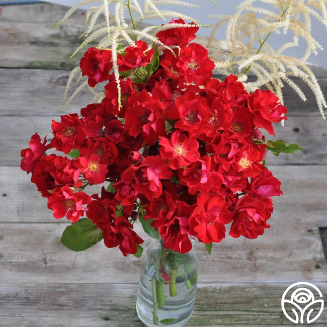 Peter Beales™ - Image 4