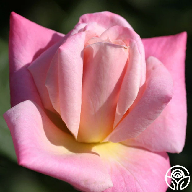 Pink Parfait - Image 2