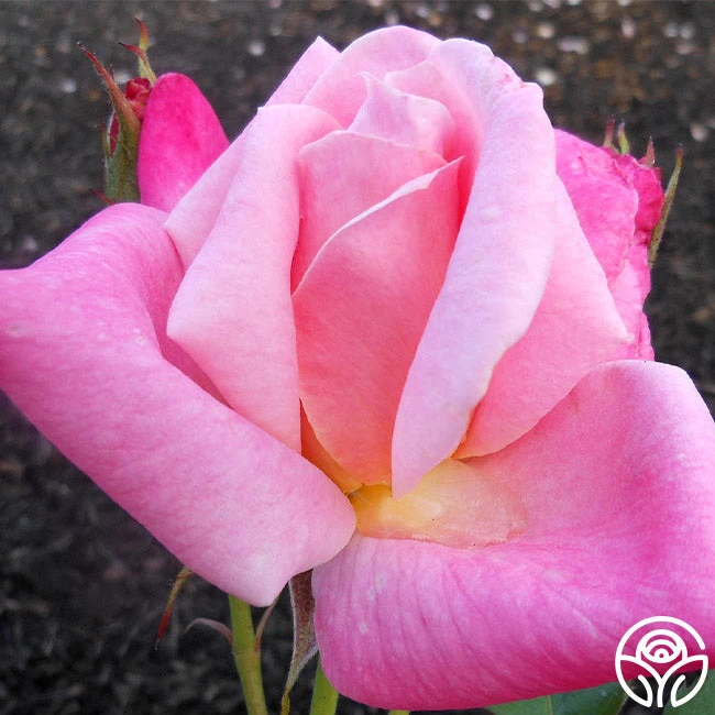 Pink Parfait - Image 4