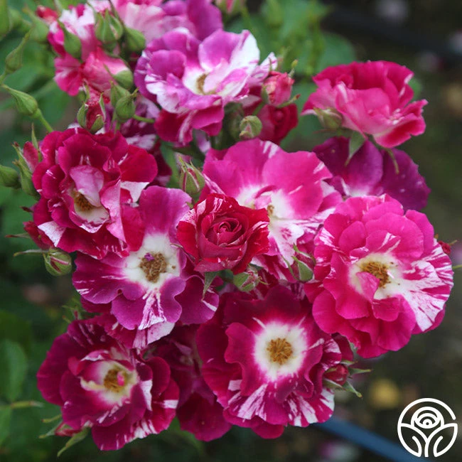 Purple Splash - Image 2