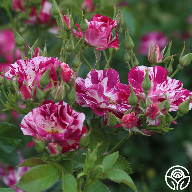 Purple Splash - Image 3