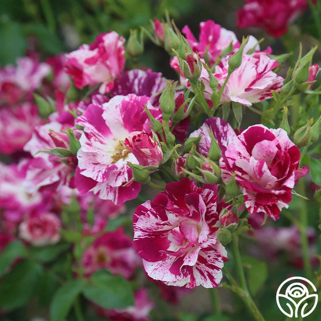 Purple Splash - Image 6