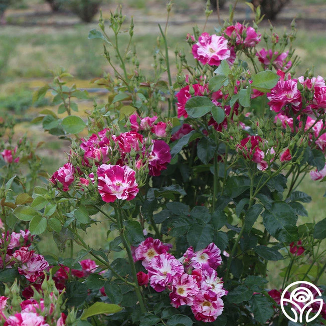 Purple Splash - Image 4