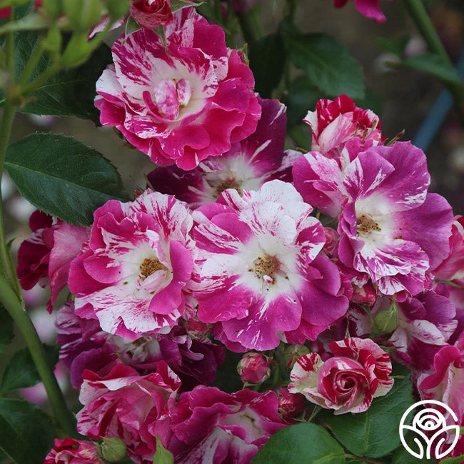 Purple Splash - Image 9