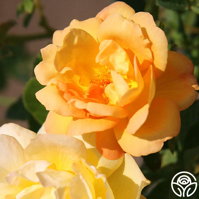 Saffron Summer™ - Image 2