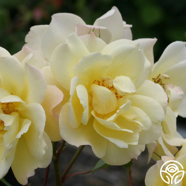 Sky's The Limit™ - Image 3