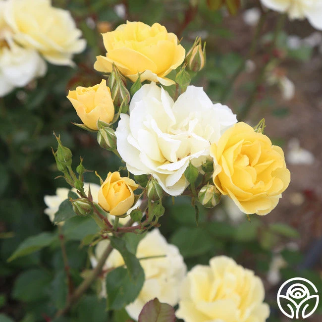 Sky's The Limit™ - Image 2