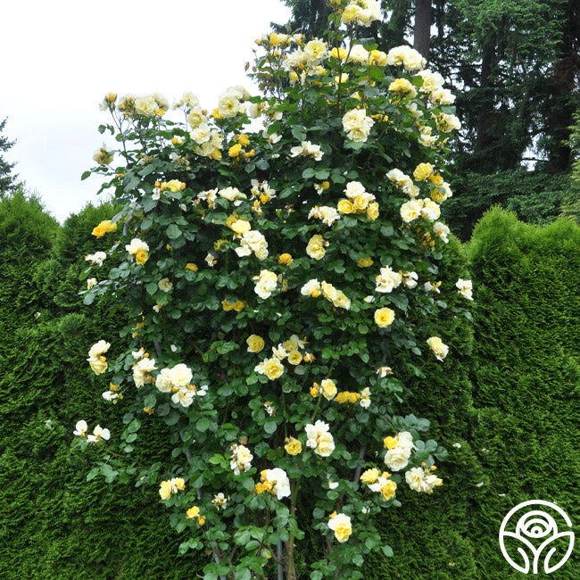 Sky's The Limit™ - Image 4