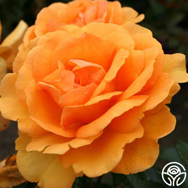 Sunbelt® South Africa® - Image 9