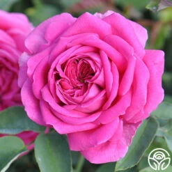 Souvenir Du Président Lincoln