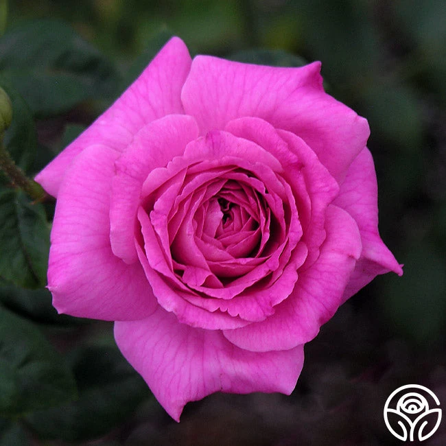 St. Elisabeth Of Hungary - Image 7