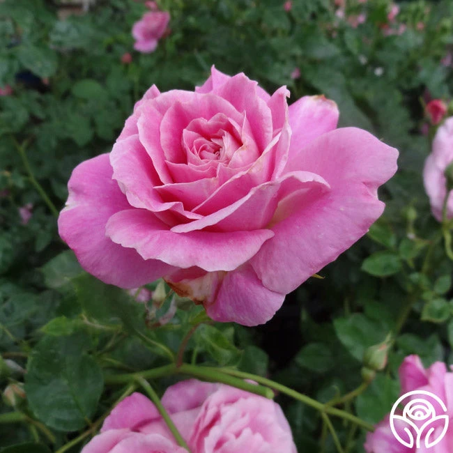 St. Elisabeth Of Hungary - Image 8