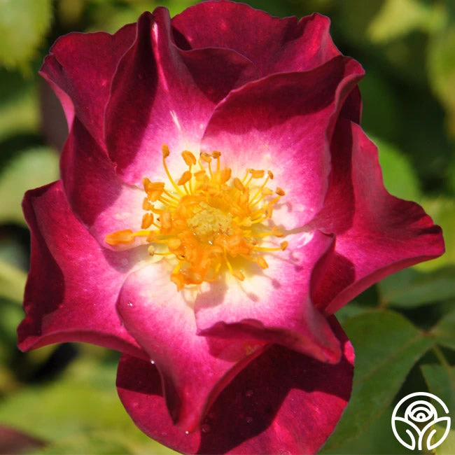 Stormy Weather™ - Image 2