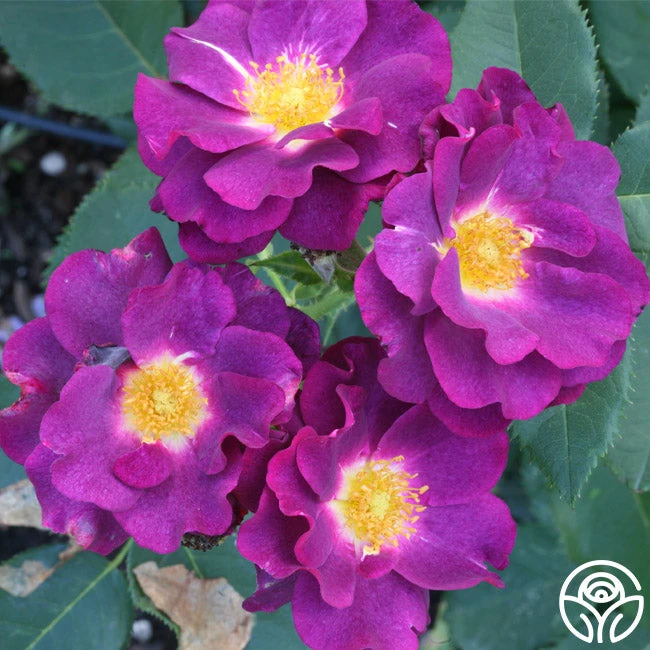 Stormy Weather™ - Image 3