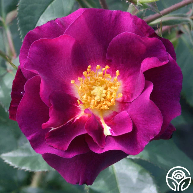 Stormy Weather™ - Image 4