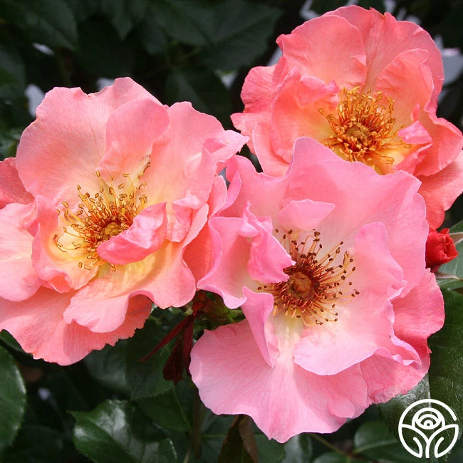 Summer Wine - Image 3