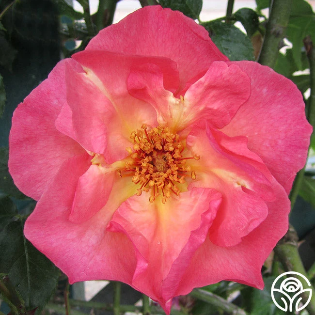 Summer Wine - Image 4