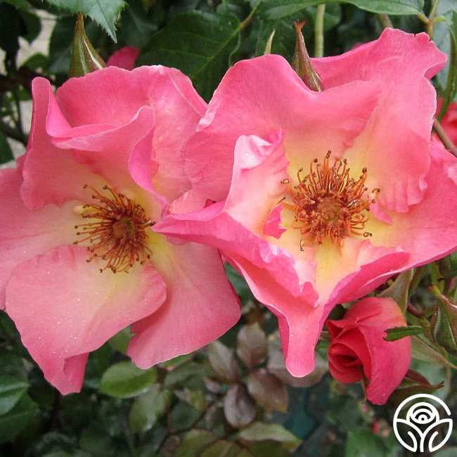 Summer Wine - Image 5