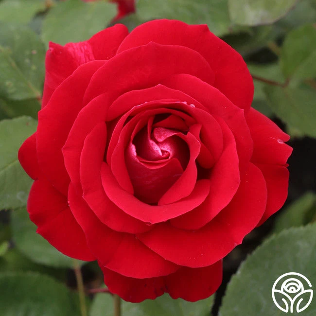 Take It Easy™ - Image 2