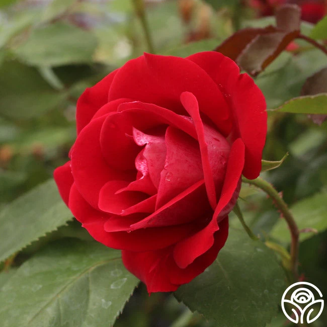 Take It Easy™ - Image 3