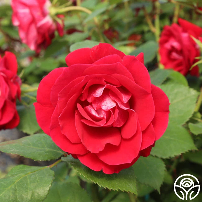 Take It Easy™ - Image 6