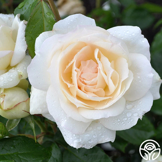 Tchaikovski® - Image 5