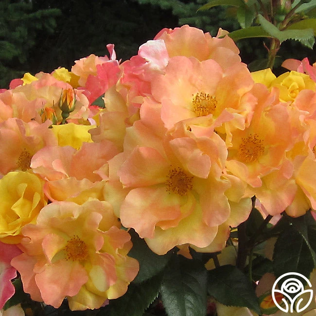 The Magician™ - Image 8