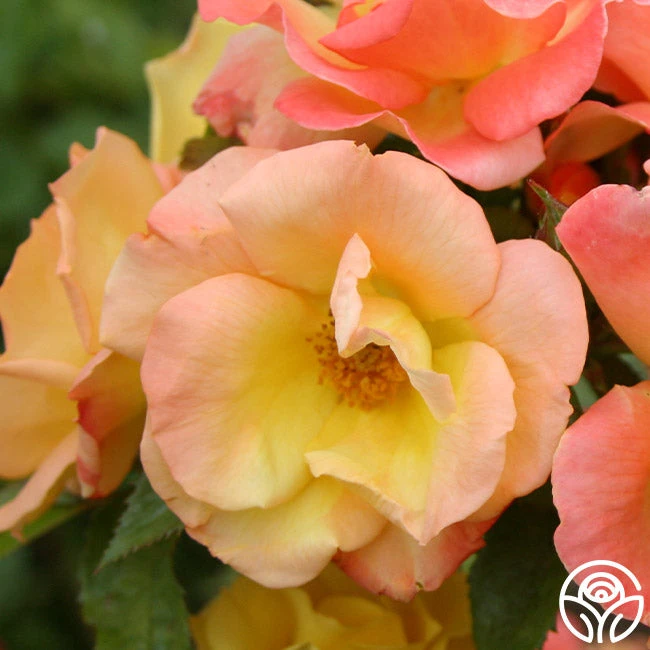 The Magician™ - Image 7