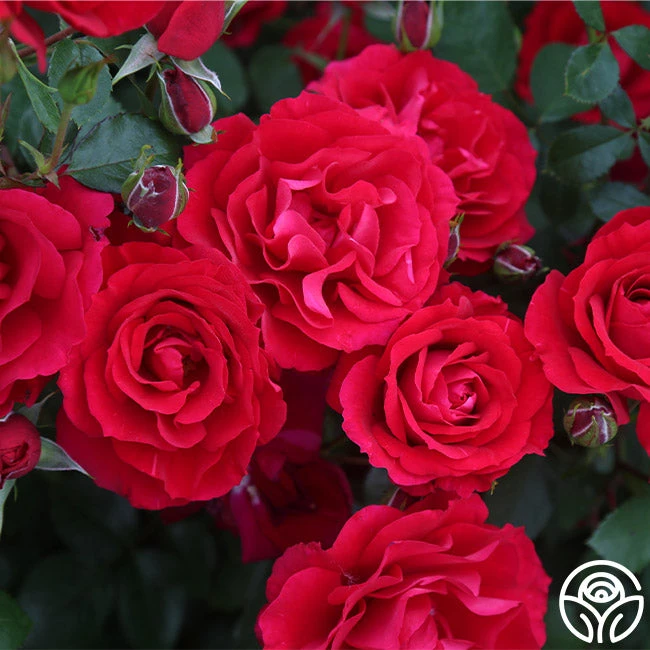 The Prince's Trust™