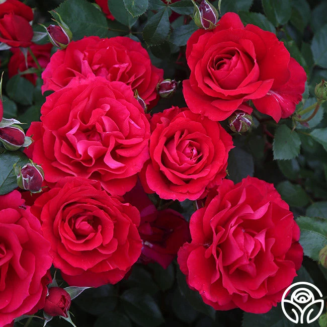 The Prince's Trust™ - Image 5