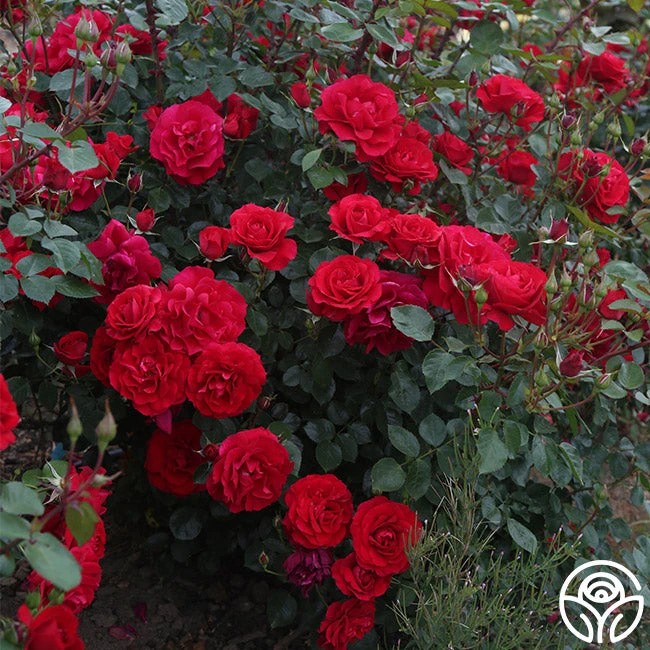 The Prince's Trust™ - Image 4