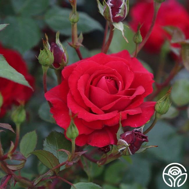 The Prince's Trust™ - Image 6