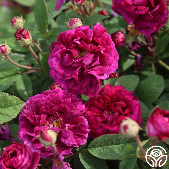 Tuscany Superb - Image 6