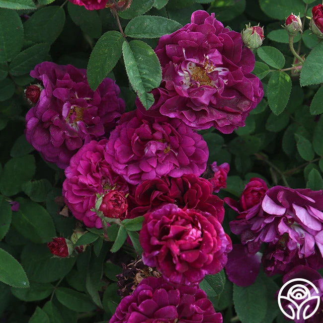 Tuscany Superb - Image 5