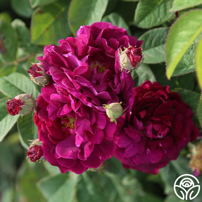 Tuscany Superb - Image 4