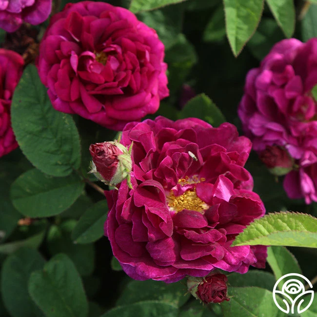 Tuscany Superb - Image 3