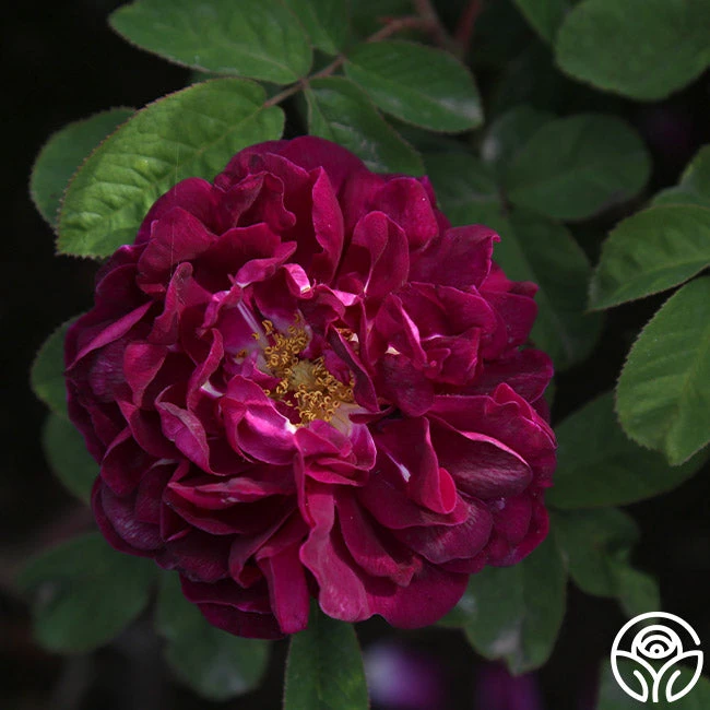 Tuscany Superb - Image 2