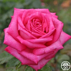 Eleganza® Wedding Bells™