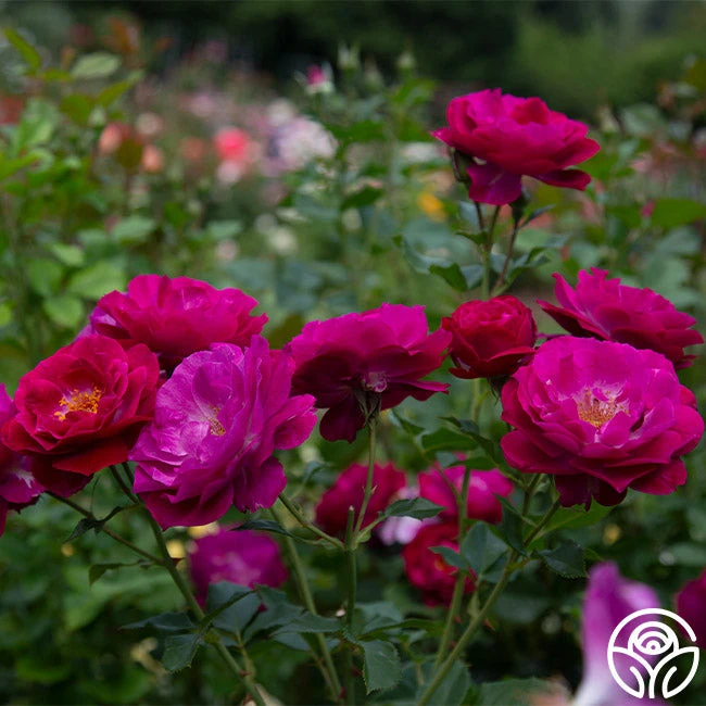 Wild Blue Yonder - Image 2