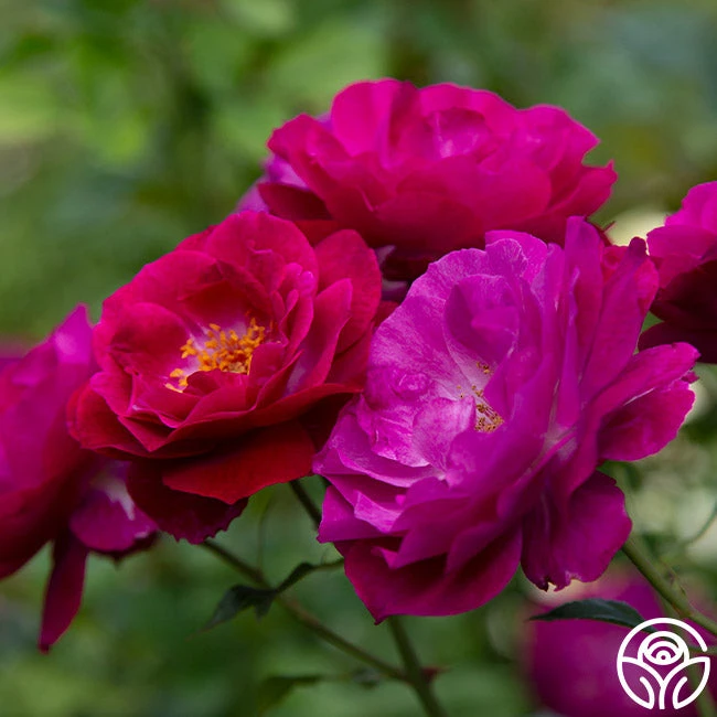 Wild Blue Yonder - Image 5