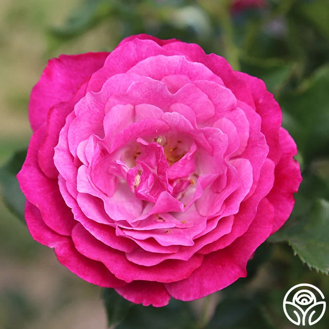 Wild Blue Yonder - Image 3