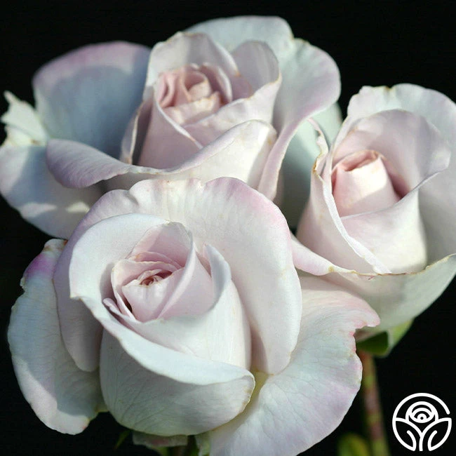 World War II Memorial Rose™ - Image 2