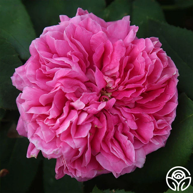 Yolande De Aragon - Image 5