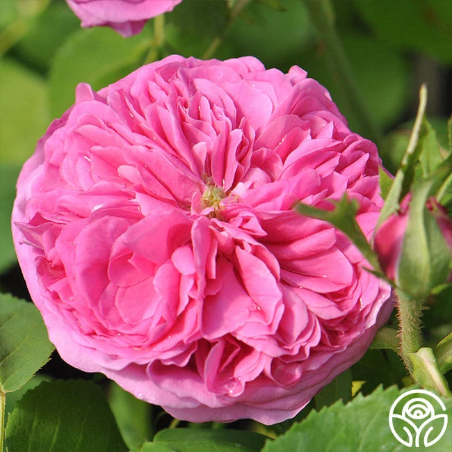 Yolande De Aragon - Image 2