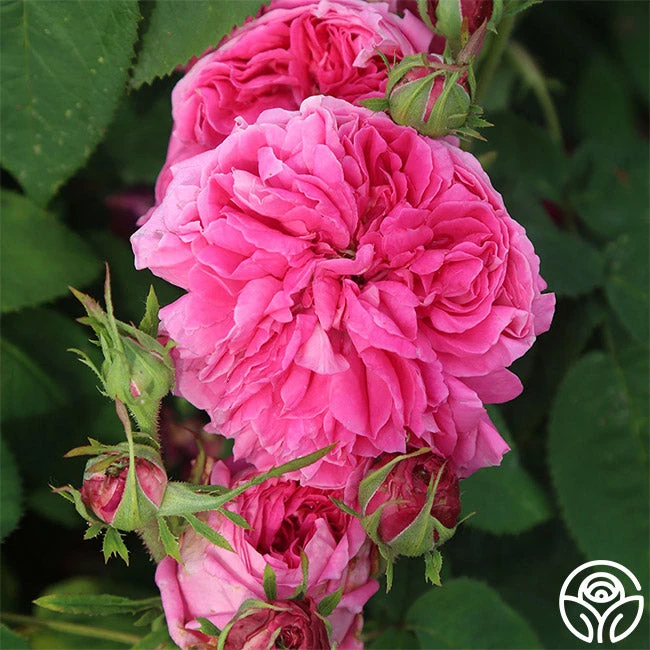 Yolande De Aragon - Image 3