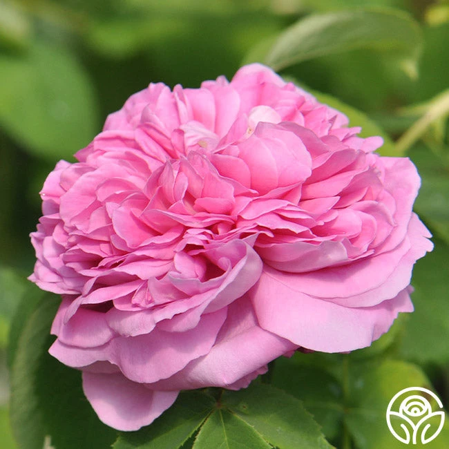 Yolande De Aragon - Image 4