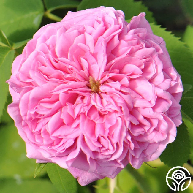 Yolande De Aragon - Image 6